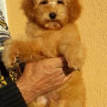 Пудель. Apricot, в г.Прага