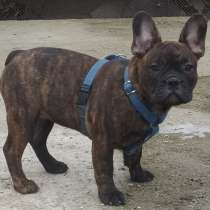 Французский бульдог. Black tiger, в г.Берлин