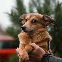 Крошка Фунтик ищет дом, в Санкт-Петербурге