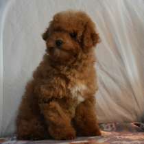Пудель мишка. Red brown, в г.Geschendorf