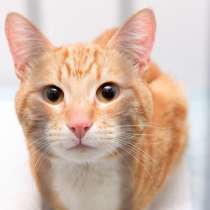 Котик Саймон, в Москве