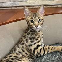 Мальчик Саванна F2, в г.Торонто