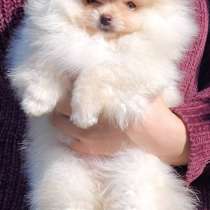 Померанский шпиц, в г.Вассенберг