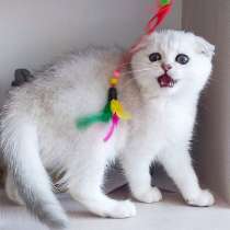 Шотландские котята, в г.Париж