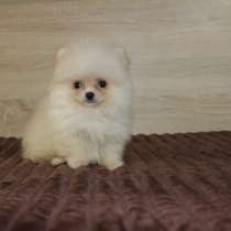 Pomeranian spitz. Mini girl, в г.Леонберг