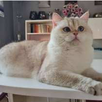 BRITISH SHORTHAIR NY1133 FEMALE, в г.Стамбул