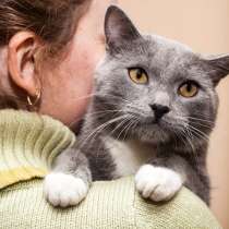 Зоопсихолог, поведение кошки, в г.Тель-Авив