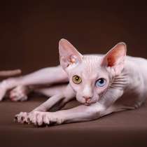 Наш питомник Эльфов, двэльфов, бамбино, канадских сфинксов!, в Севастополе