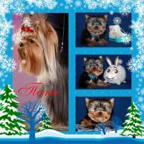 Щенки Йоркширского терьера. Мальчик, в Москве