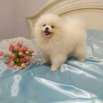 Померанский шпиц, в г.Leubnitz