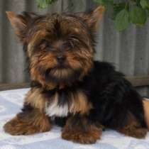 Йоркширский терьер, в г.Грюнберг