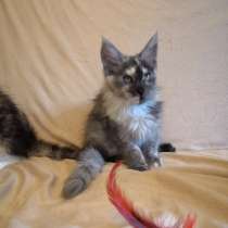 Meine Coon cat, в г.California