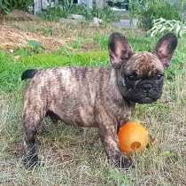 Французский бульдог. Choco tiger, в г.Кобленц