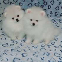 Pomeranian spitz. White girl's, в г.Гамбург