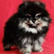 Померанский шпиц. Черно - подпалый, в г.Мюнхен