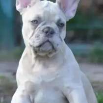 Французский бульдог. Lilac merle, в г.Марсель