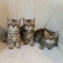 Шотландские котята, в г.Арад
