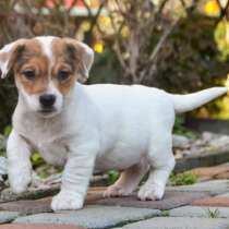 Джек Рассел терьер, в г.Alsheim-Gronau