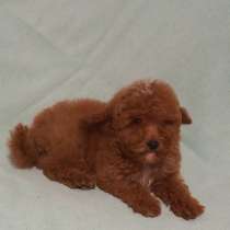 Пудель. Red, в г.Берлин