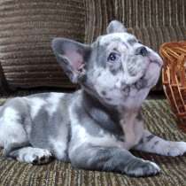 Французский бульдог. Lilac, в г.Gerstenberg