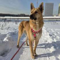 Шикарный парень Рэй в добрые руки!, в Москве
