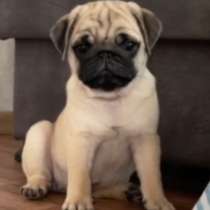 Щенки Мопс, в Уфе