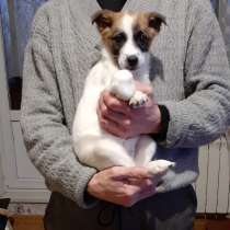 Белый щенок от маленькой собачки, в Санкт-Петербурге