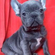French bulldog. Blue and blue - white girl's, в г.Саарбург