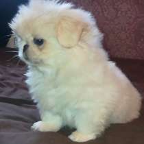 Королевский пекинес, в г.Гамбург