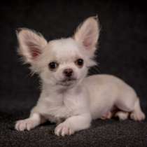 Чихуахуа, в г.Франкфурт-на-Майне