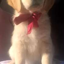 Щенки золотистого ретривера!Голден ретривер!, в г.Киев