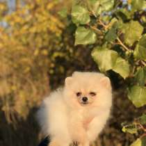 Срочно шпиц, в г.Тирасполь