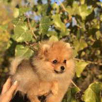 Щенки шпица ищут дом, в г.Прага