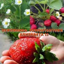 Земляника ремонтантная, в Кемерове