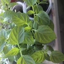 Рассада перца, в Москве