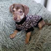 Очень красивый маленький щенок, в Санкт-Петербурге