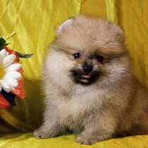 Померанский шпиц, в г.Киль