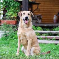 Метис породы Русская Гончая, сильный пес, в Санкт-Петербурге