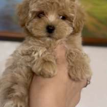 Мальтипу F - 1, в г.Нюрнберг