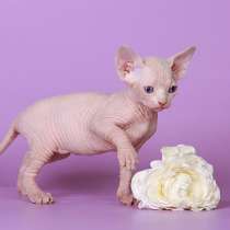 Любвеобильные Эльф, бамбино, Двэльф, канадский сфинкс, в г.Бад-Брюккенау