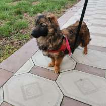 Маленькая диванная собачка, 5 кг, в Санкт-Петербурге