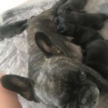 Французский бульдожек, в г.Сумы