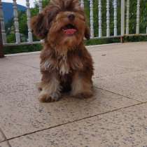 Мальтипу. Choco tan, в г.Милан