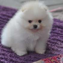 Померанский шпиц, в г.Leubsdorf