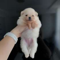 Померанец, в г.Прага