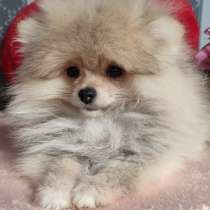 Померанский шпиц. Мини, в г.Эберн