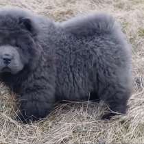 Чау - Чау. Blue boy's, в г.Берлин