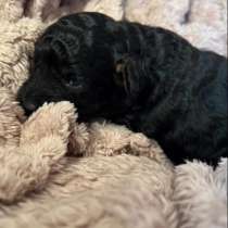 Puudli Kutsikad (Щенки Пуделя), в г.Таллин