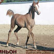 Продается арабский жеребчик Авиньон, в Абинске
