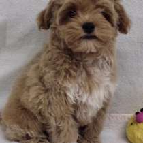 Мальтипу, в г.Halberg